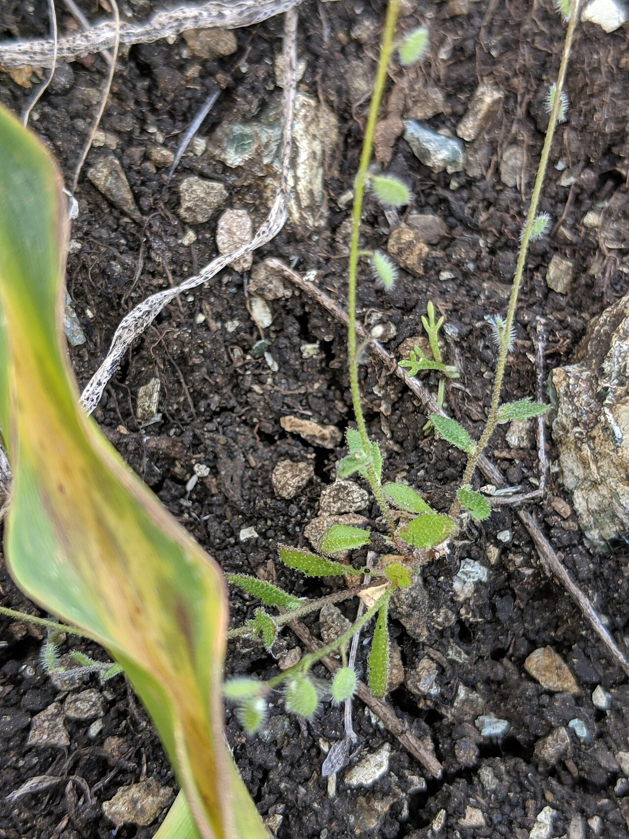 Common sandweed: common sandweed