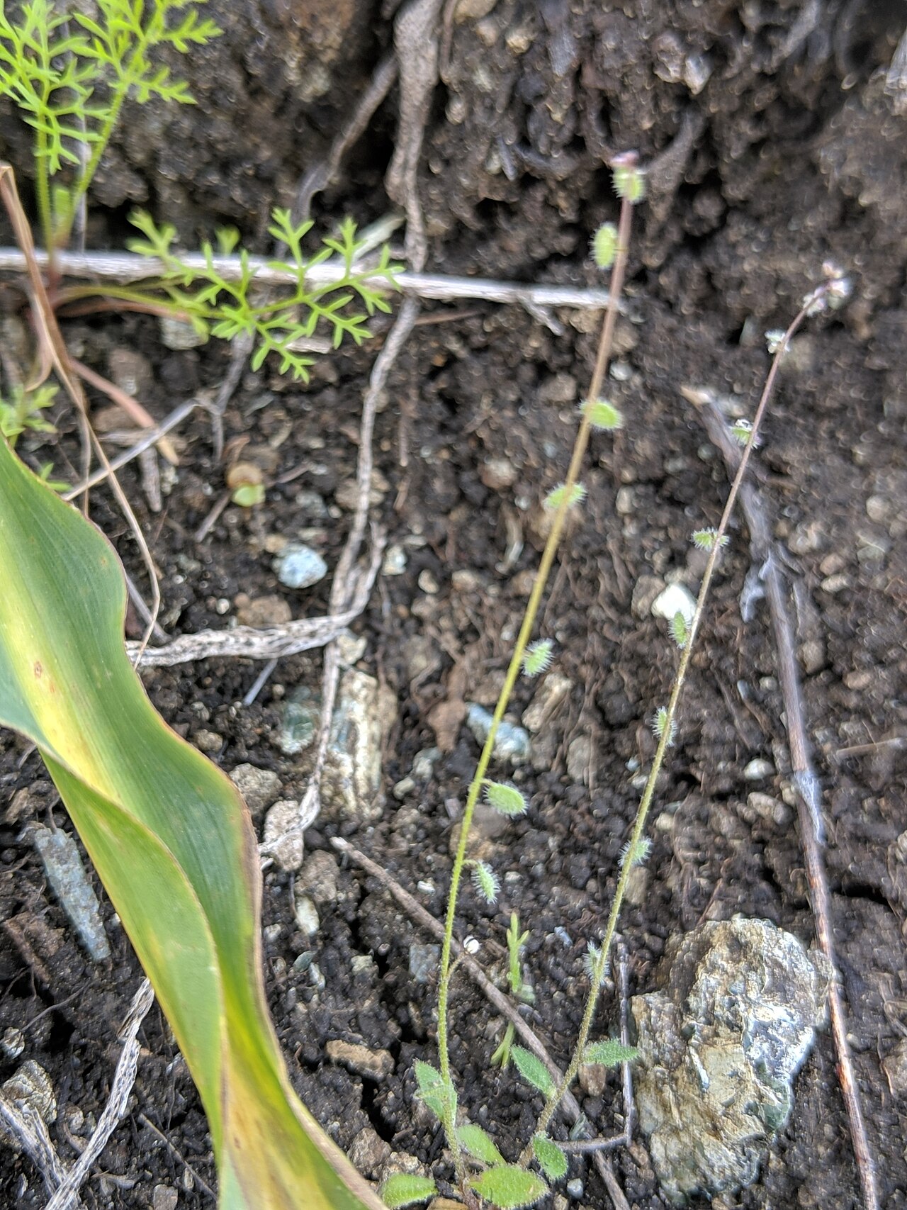 Common sandweed: common sandweed