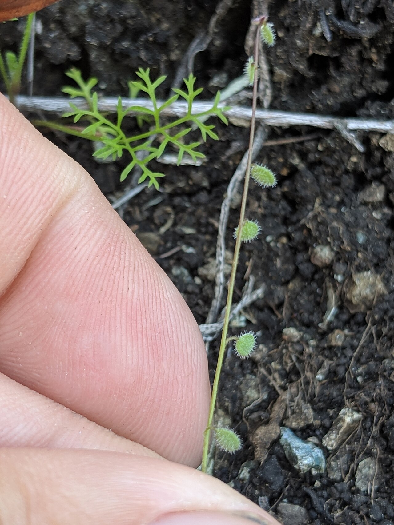 Common sandweed: common sandweed