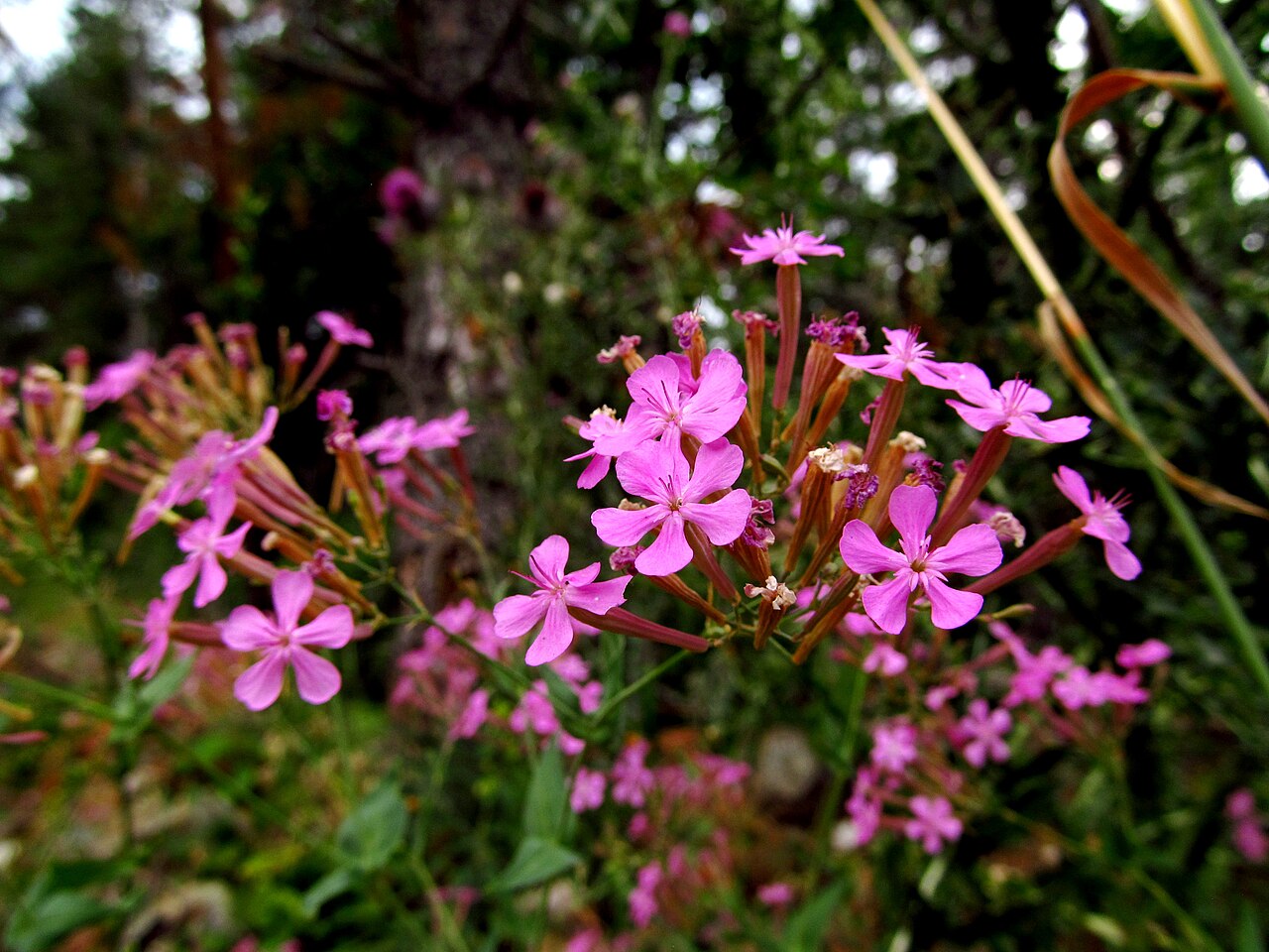 Sweet William catchfly: Sweet William catchfly