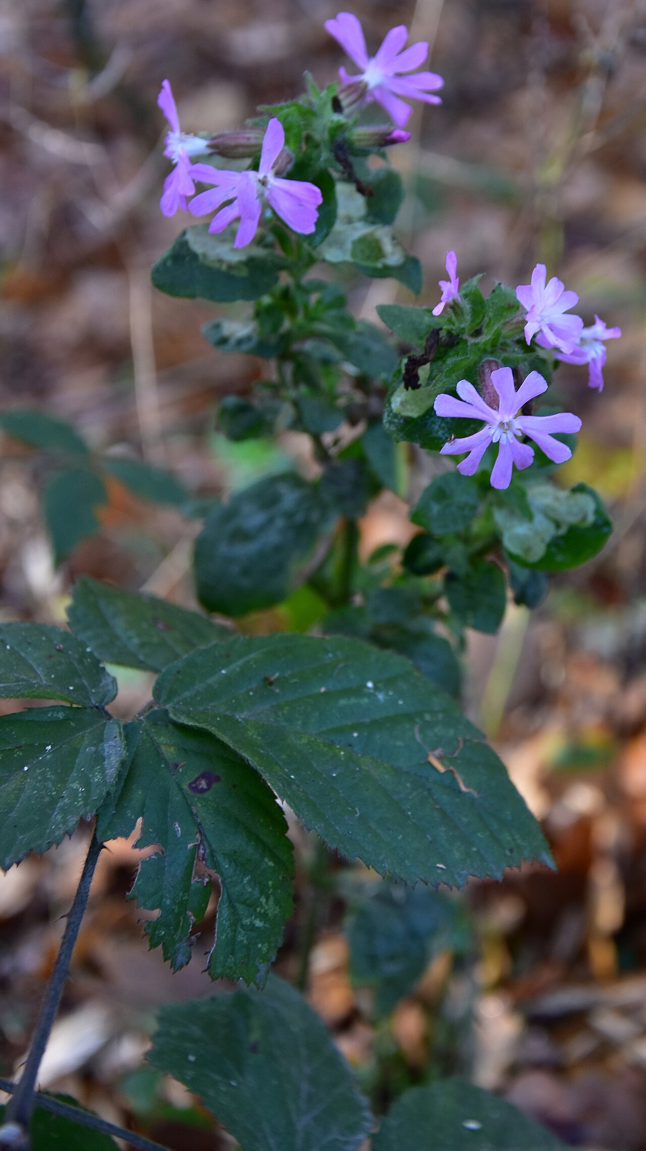 Sweet William catchfly: Munsterbilzen Munsterbos pekbloem (Silene armeria) 23-11-2020