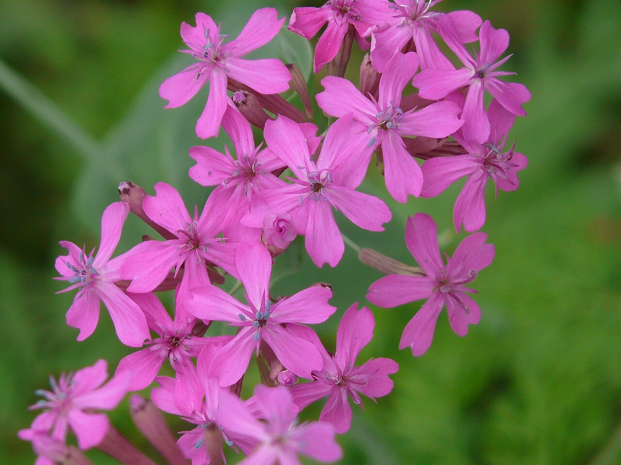 Sweet William catchfly: Silene armeria
