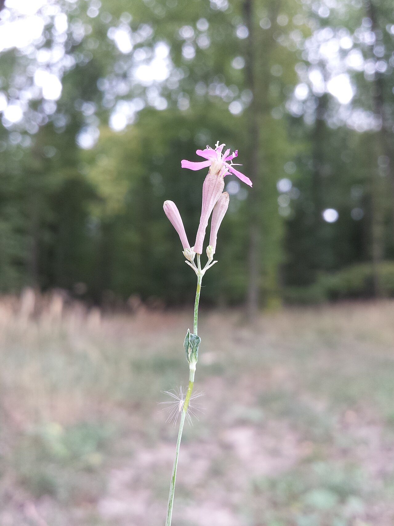 Sweet William catchfly: Inflorescence Taxonym: Atocion armeria ss Fischer et al. EfÖLS 2008 ISBN 978-3-85474-187-9 Location: Kreuttal, district Mistelbach, Lower Austria - ca. 280 m a.