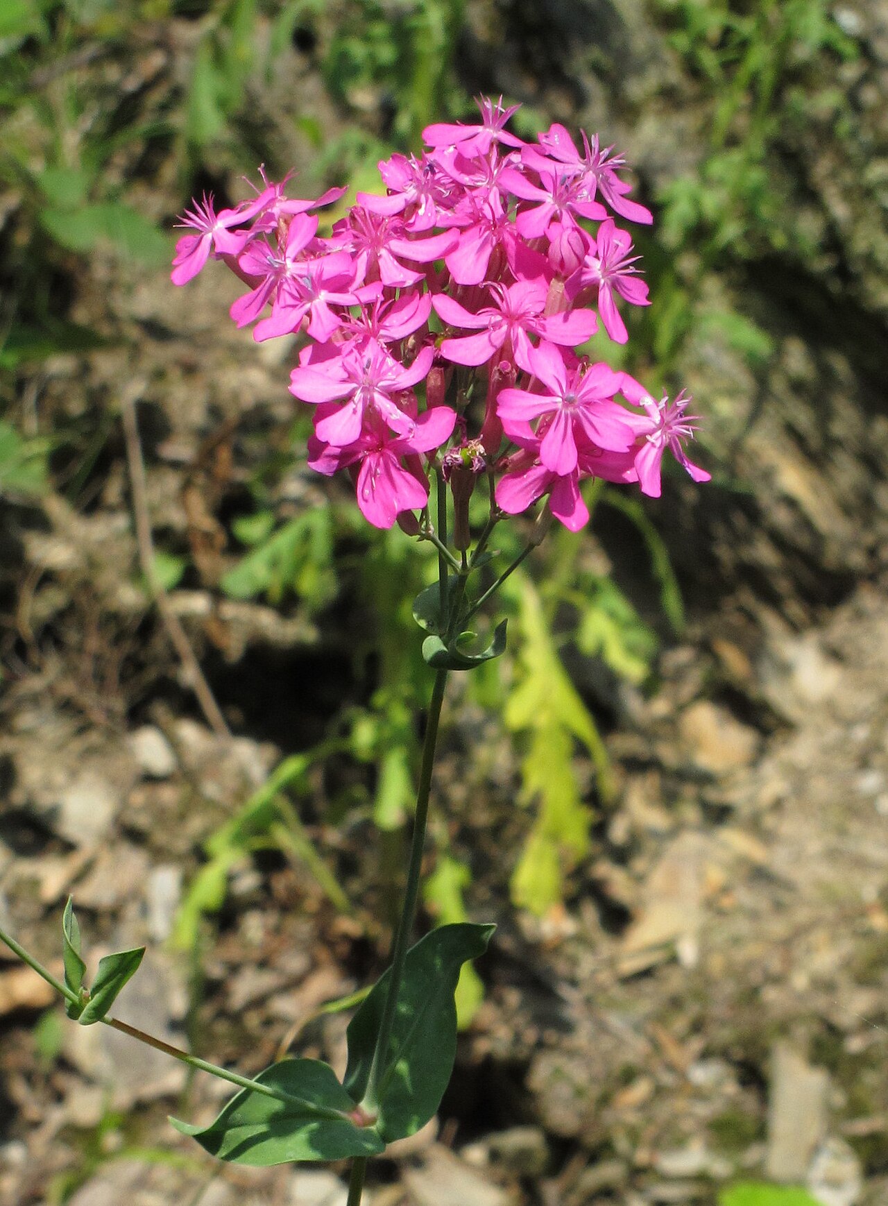 Sweet William catchfly: Sweet William catchfly ( Atocion armeria = Silene armeria ) at a circular footpath above Lorchhausen, Germany