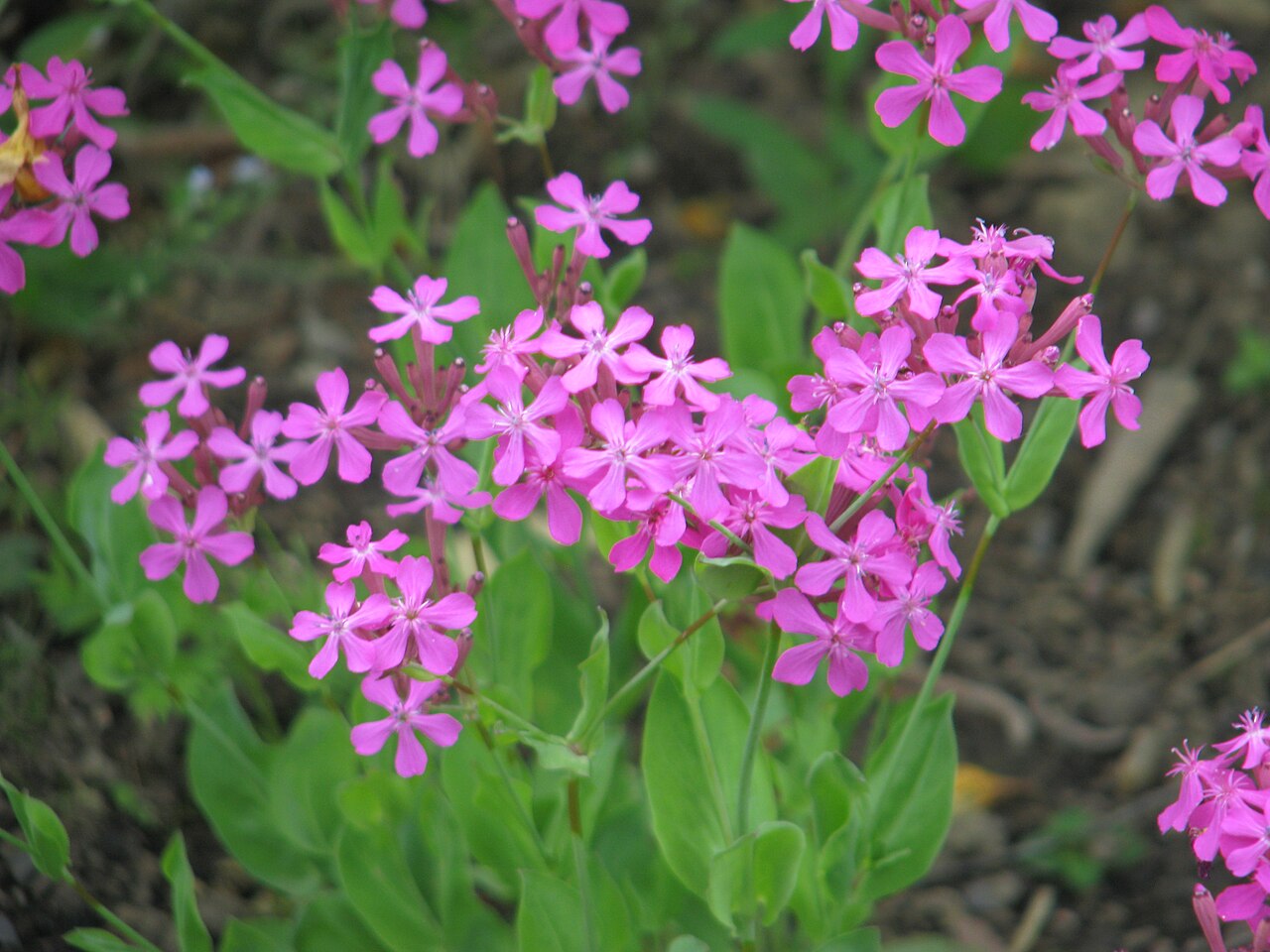 Sweet William catchfly: A very garish annual species. The pink is even brasher in life. This is the plant someone has been sending out as S.virginica in the HPS and AGS seed exchanges.