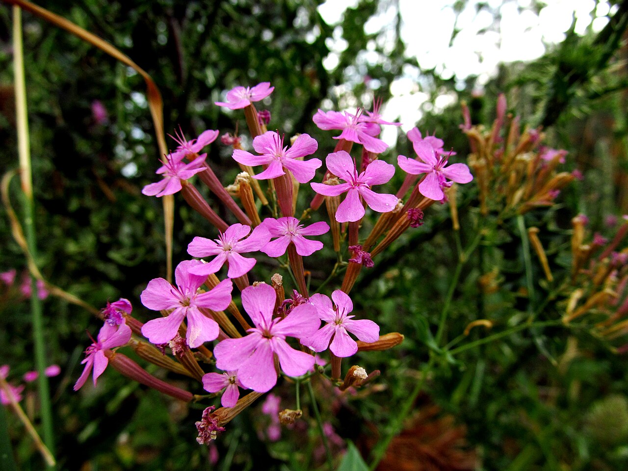 Sweet William catchfly: Sweet William catchfly