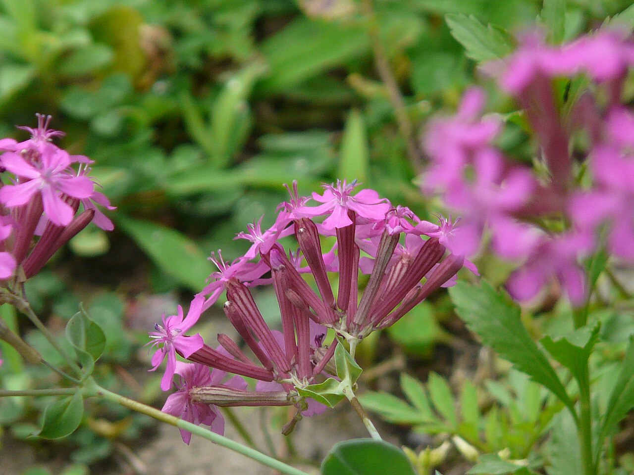 Sweet William catchfly: Silene armeria