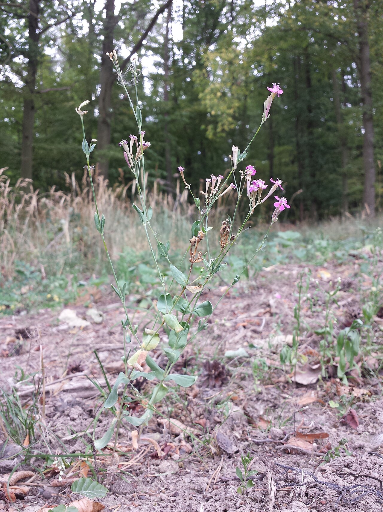 Sweet William catchfly: Habitus Taxonym: Atocion armeria ss Fischer et al. EfÖLS 2008 ISBN 978-3-85474-187-9 Location: Kreuttal, district Mistelbach, Lower Austria - ca. 280 m a.s.l. H