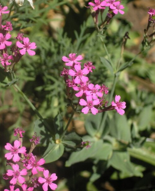 Sweet William catchfly: Sweet William catchfly