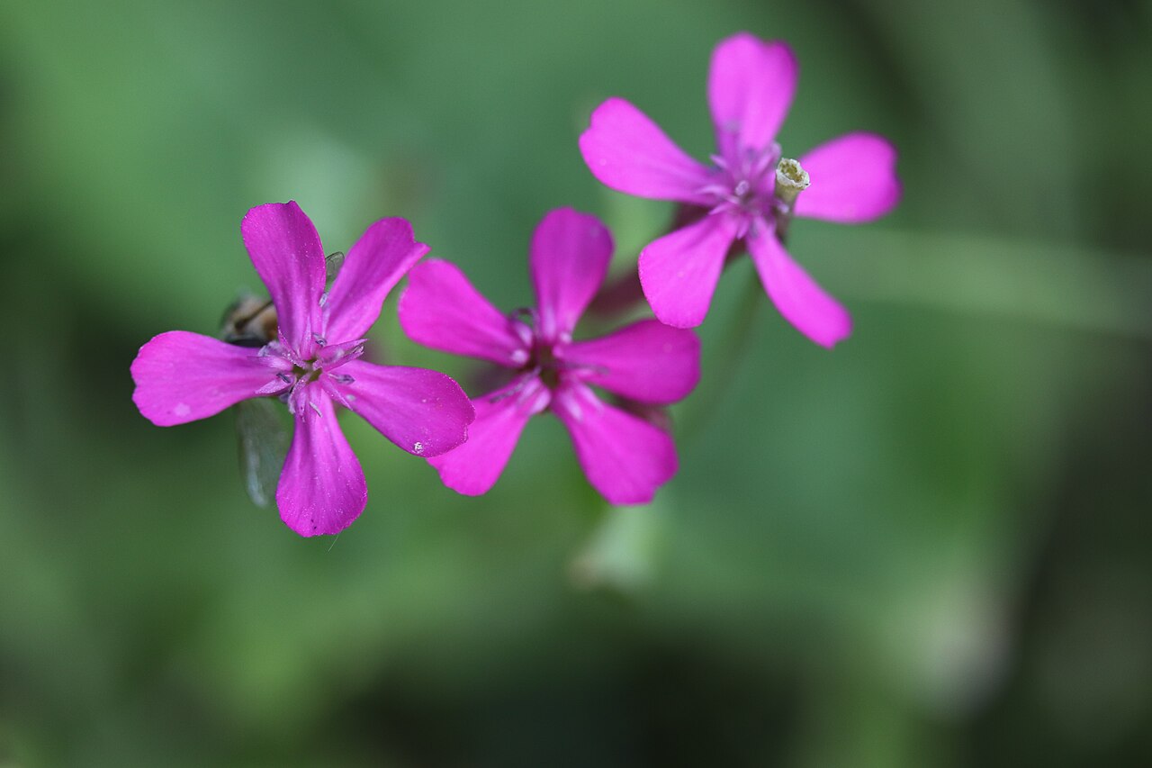 Sweet William catchfly: Noordwijk - Pekbloem