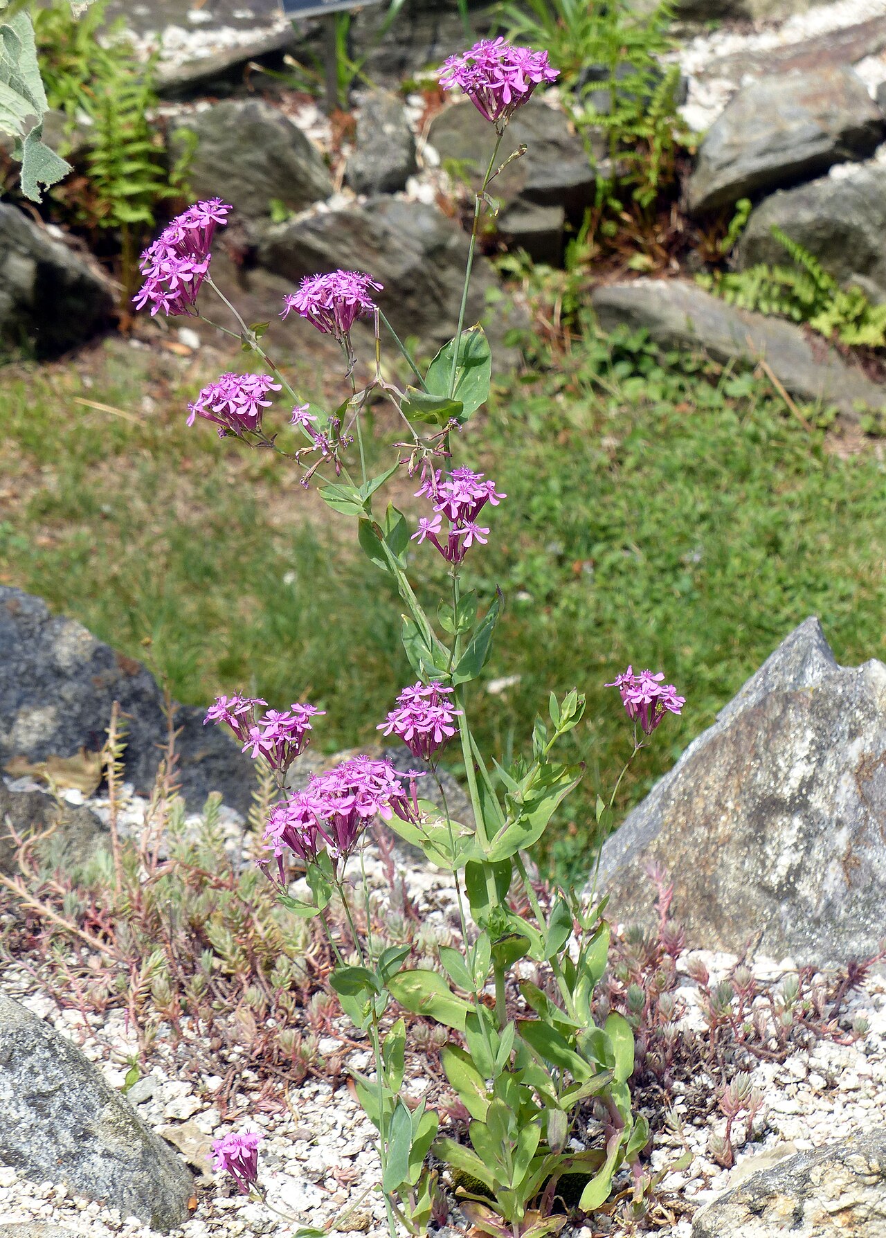 Sweet William catchfly: Atocion armeria