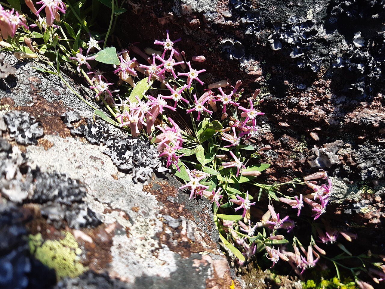 Atocion lerchenfeldianum: The native range of this species is S. Carpathians to Balkan Peninsula. It is a perennial and grows primarily in the temperate biome.
