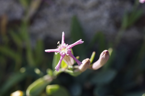 Atocion lerchenfeldianum (Atocion lerchenfeldianum)