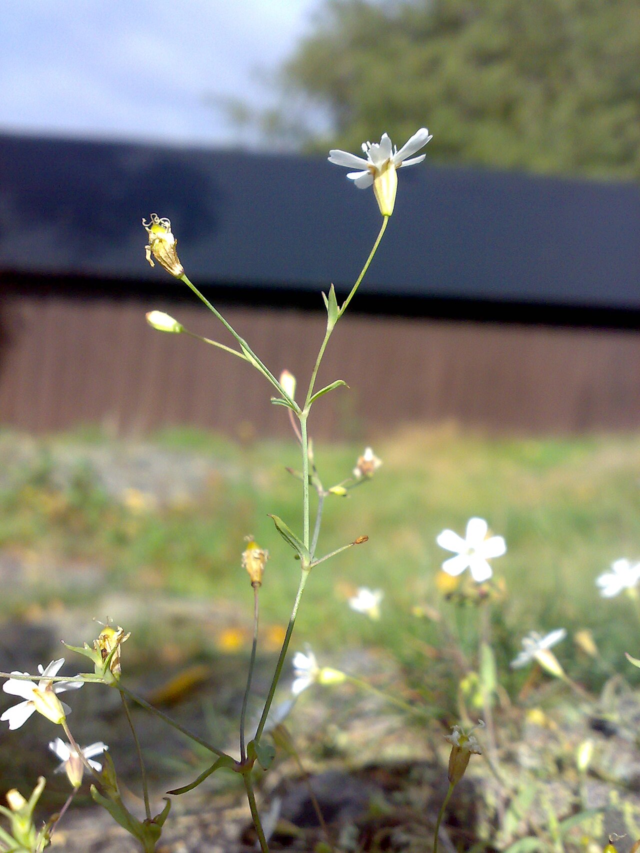 Atocion rupestre: Atocion rupestris in Hurum, Norway