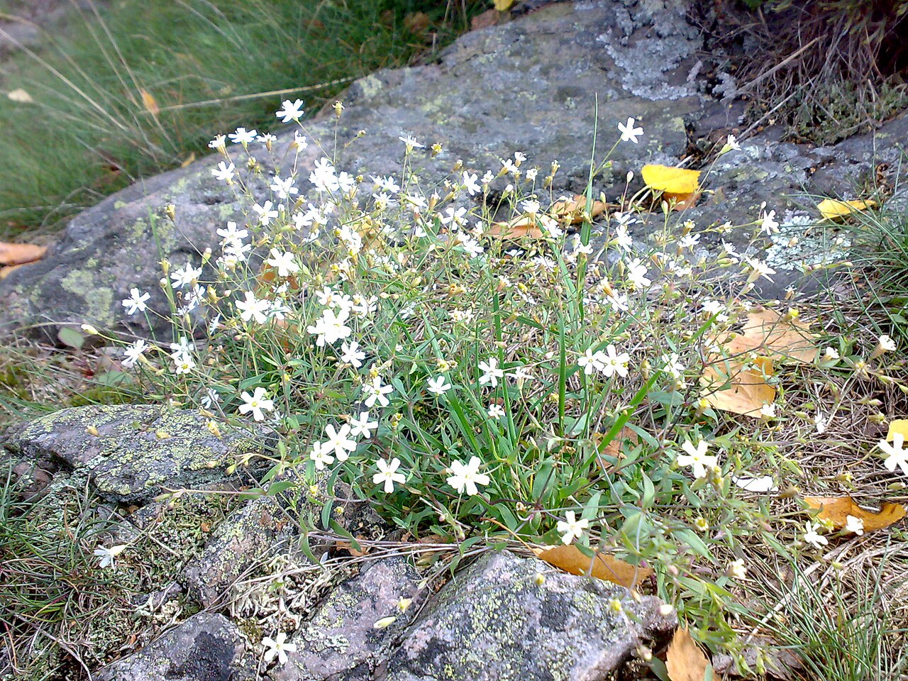 Atocion rupestre: Atocion rupestris in coastal Hurum, Norway
