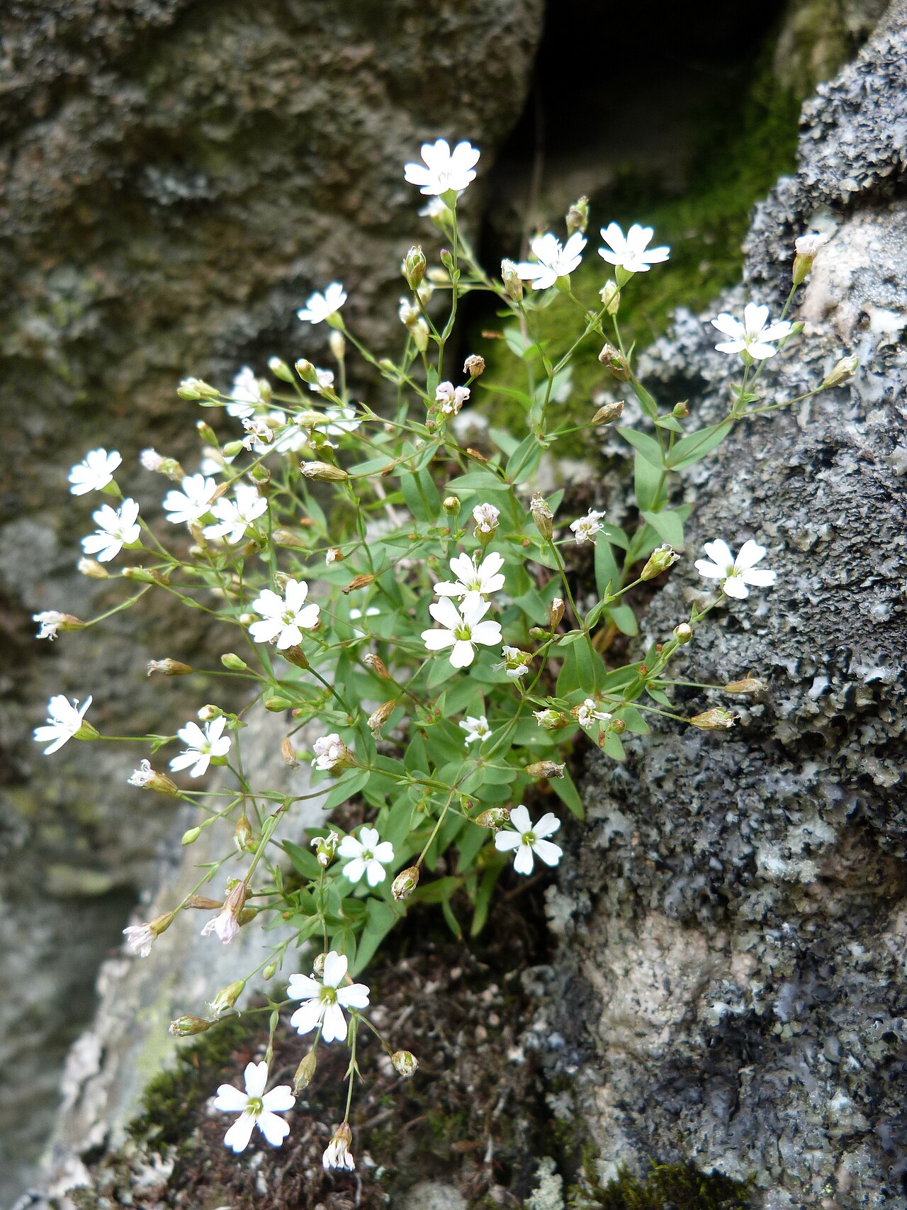 Atocion rupestre: Silène des rochers ( Silene rupestris ) dans les Spitzkoepfe (massif des Vosges).