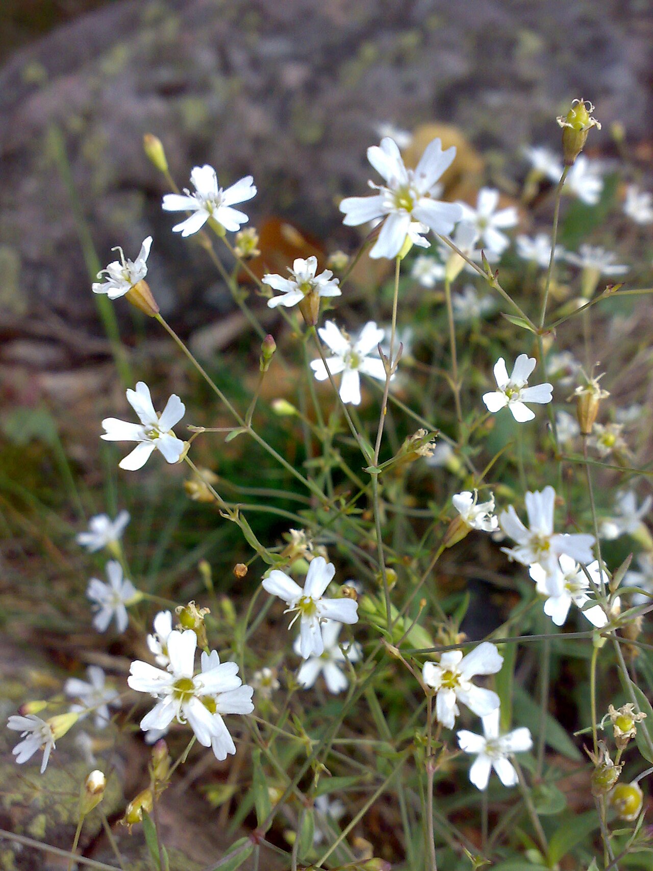 Atocion rupestre: Atocion rupestris in coastal Hurum, Norway