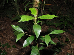 Atractocarpus benthamianus (Atractocarpus benthamianus)