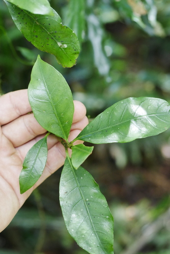 Atractocarpus benthamianus (Atractocarpus benthamianus)