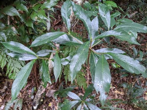 Atractocarpus benthamianus (Atractocarpus benthamianus)