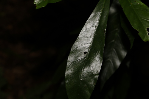 Atractocarpus benthamianus (Atractocarpus benthamianus)