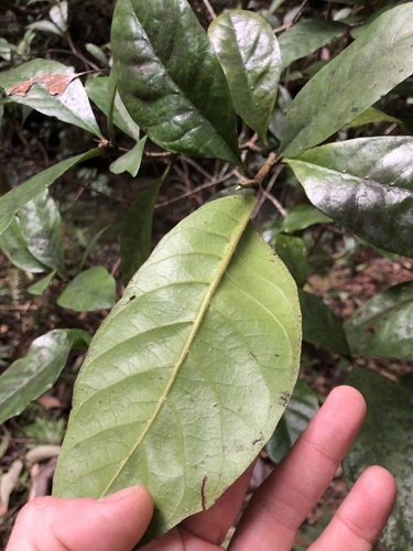 Atractocarpus benthamianus (Atractocarpus benthamianus)