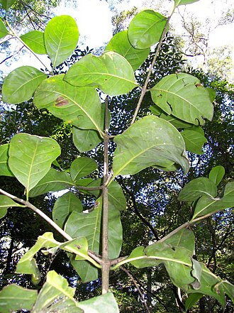 Atractocarpus benthamianus: Atractocarpus benthamianus, Cumberland State Forest, West Pennant Hills