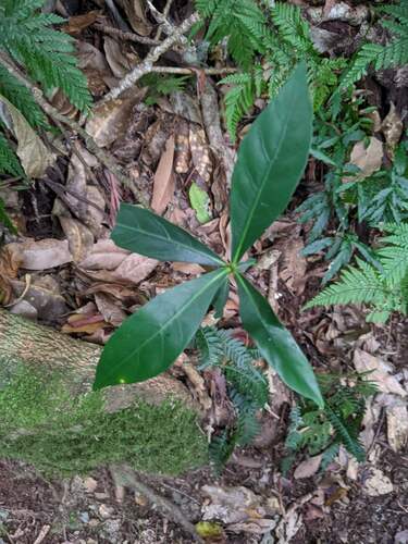 Atractocarpus benthamianus (Atractocarpus benthamianus)
