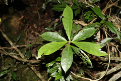 Atractocarpus benthamianus (Atractocarpus benthamianus)