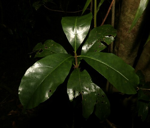 Atractocarpus benthamianus (Atractocarpus benthamianus)