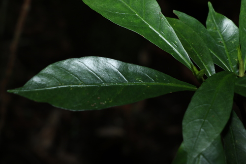 Atractocarpus benthamianus (Atractocarpus benthamianus)