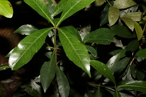 Atractocarpus benthamianus (Atractocarpus benthamianus)