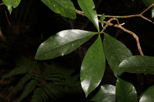 Atractocarpus benthamianus (Atractocarpus benthamianus)