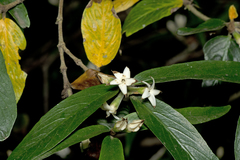 Narrow-leaved gardenia (Atractocarpus chartaceus)