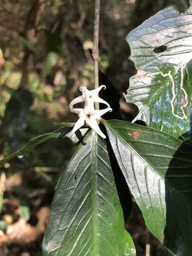 Narrow-leaved gardenia (Atractocarpus chartaceus)