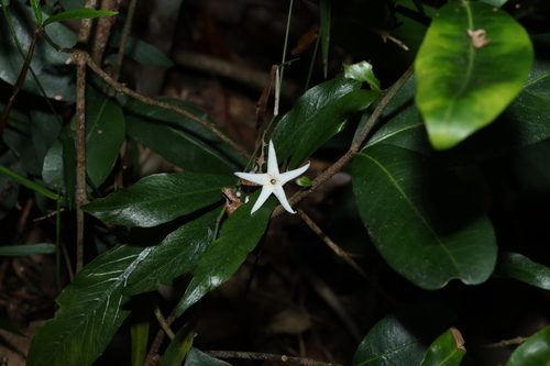 Narrow-leaved gardenia (Atractocarpus chartaceus)