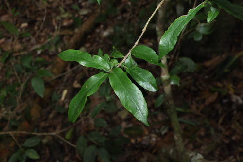 Narrow-leaved gardenia (Atractocarpus chartaceus)
