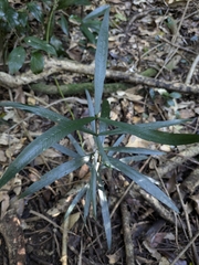 Narrow-leaved gardenia (Atractocarpus chartaceus)