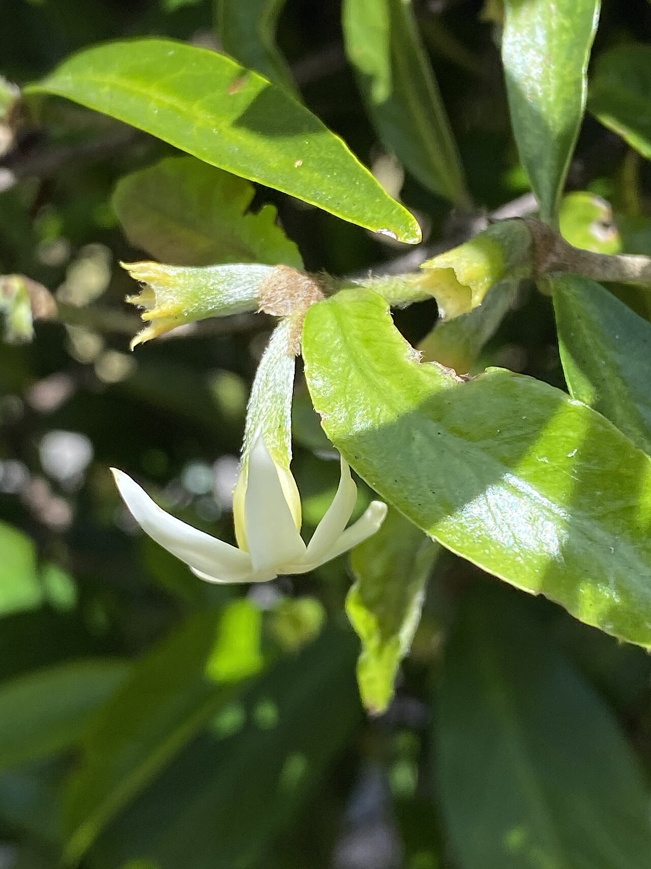 Narrow-leaved gardenia: Atractocarpus chartaceus cultivated plant growing in the Wollongong Botanic Gardens
