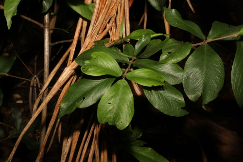 Narrow-leaved gardenia (Atractocarpus chartaceus)