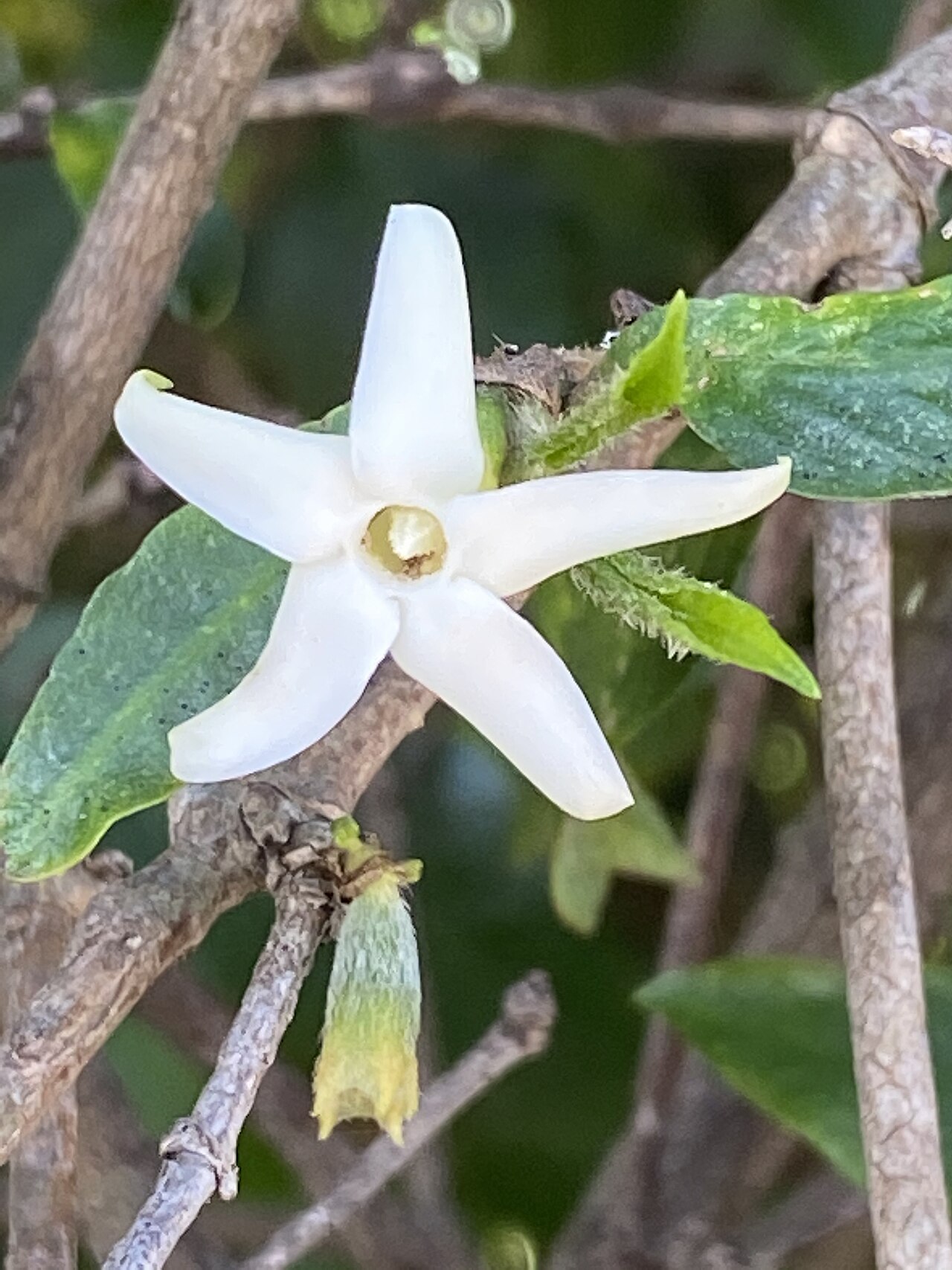 Narrow-leaved gardenia: Atractocarpus chartaceus cultivated plant growing in the Wollongong Botanic Gardens