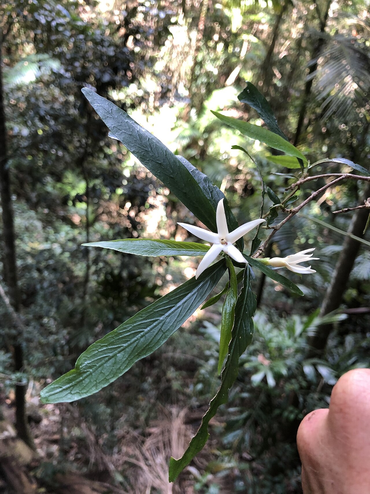 Narrow-leaved gardenia: narrow-leaved gardenia