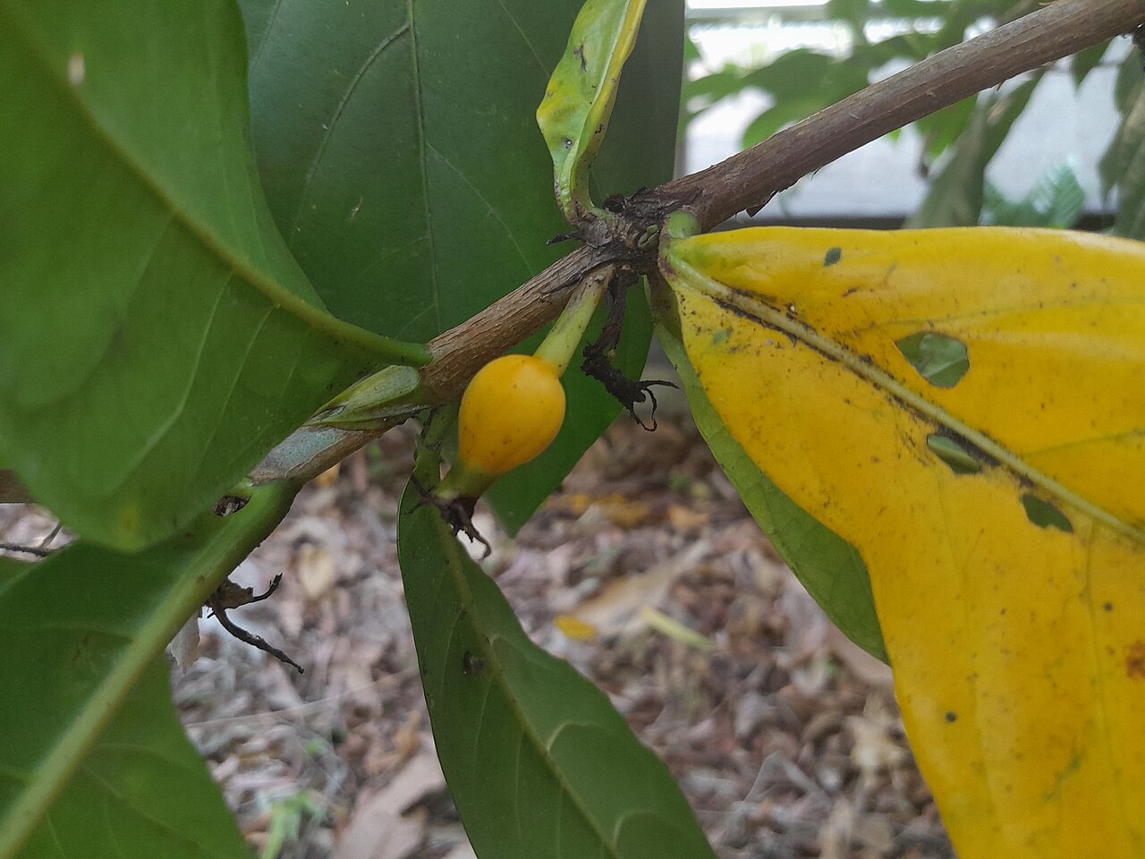 Atractocarpus decorus: Immature fruit of Atractocarpus decorus , Cairns Botanic Gardens, October 2023