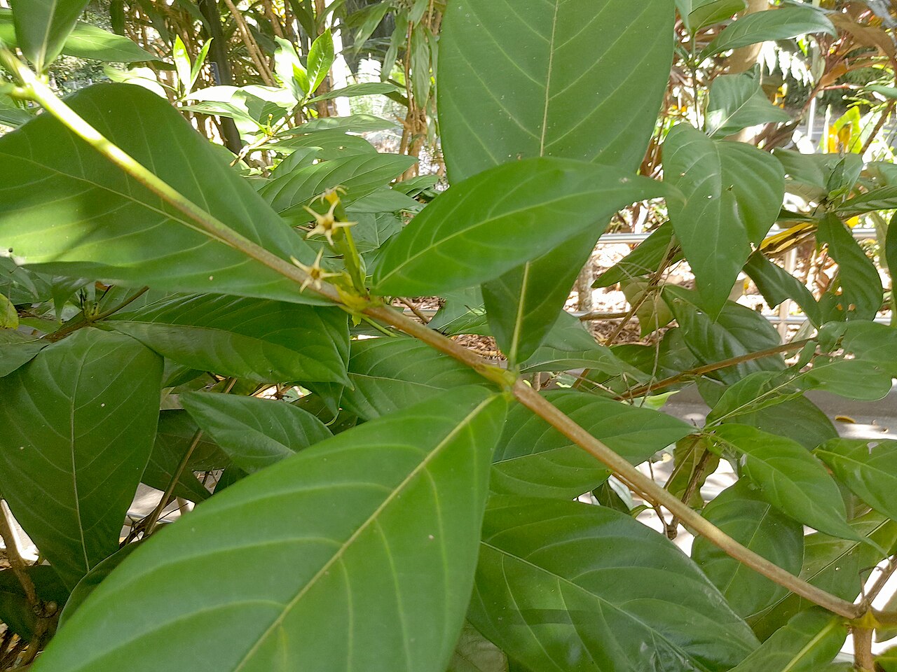 Atractocarpus decorus: Atractocarpus decorus , cultivated at the Cairns Botanic Gardens visitor centre, October 2023