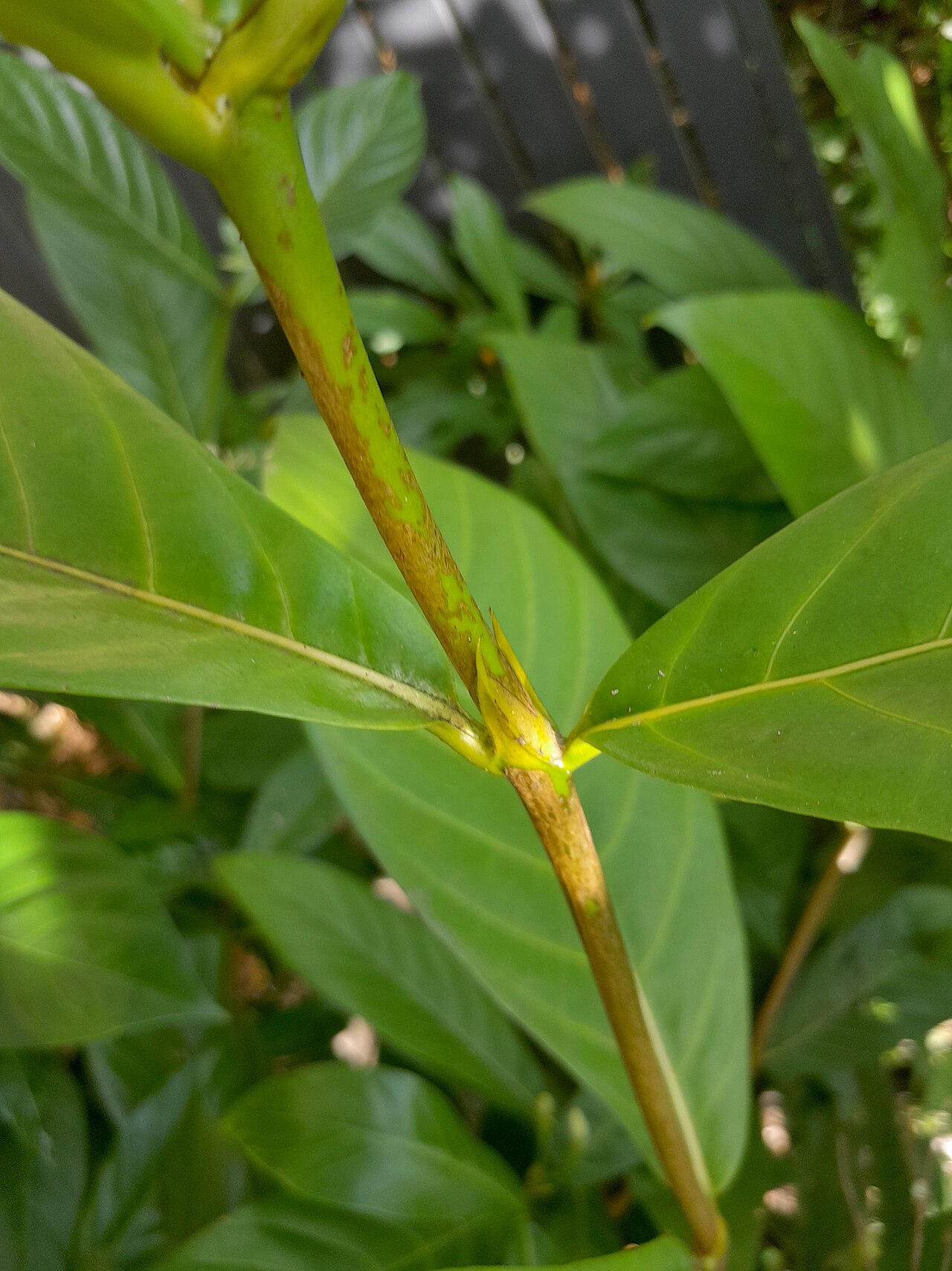 Atractocarpus decorus: Atractocarpus decorus , cultivated at the Cairns Botanic Gardens visitor centre, October 2023