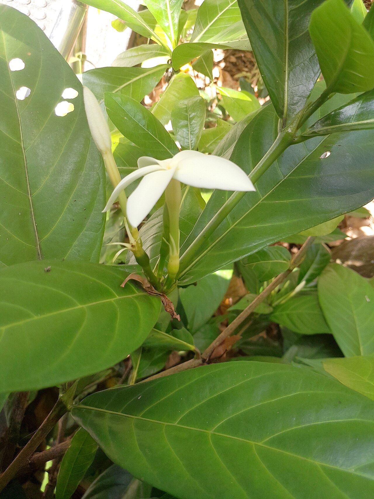 Atractocarpus decorus: Atractocarpus decorus , cultivated at the Cairns Botanic Gardens visitor centre, October 2023