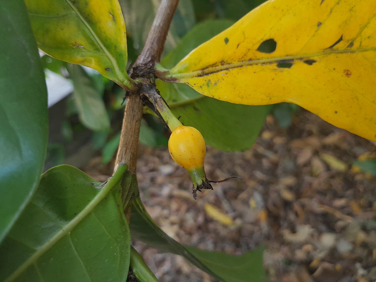Atractocarpus decorus: Immature fruit of Atractocarpus decorus , Cairns Botanic Gardens, October 2023