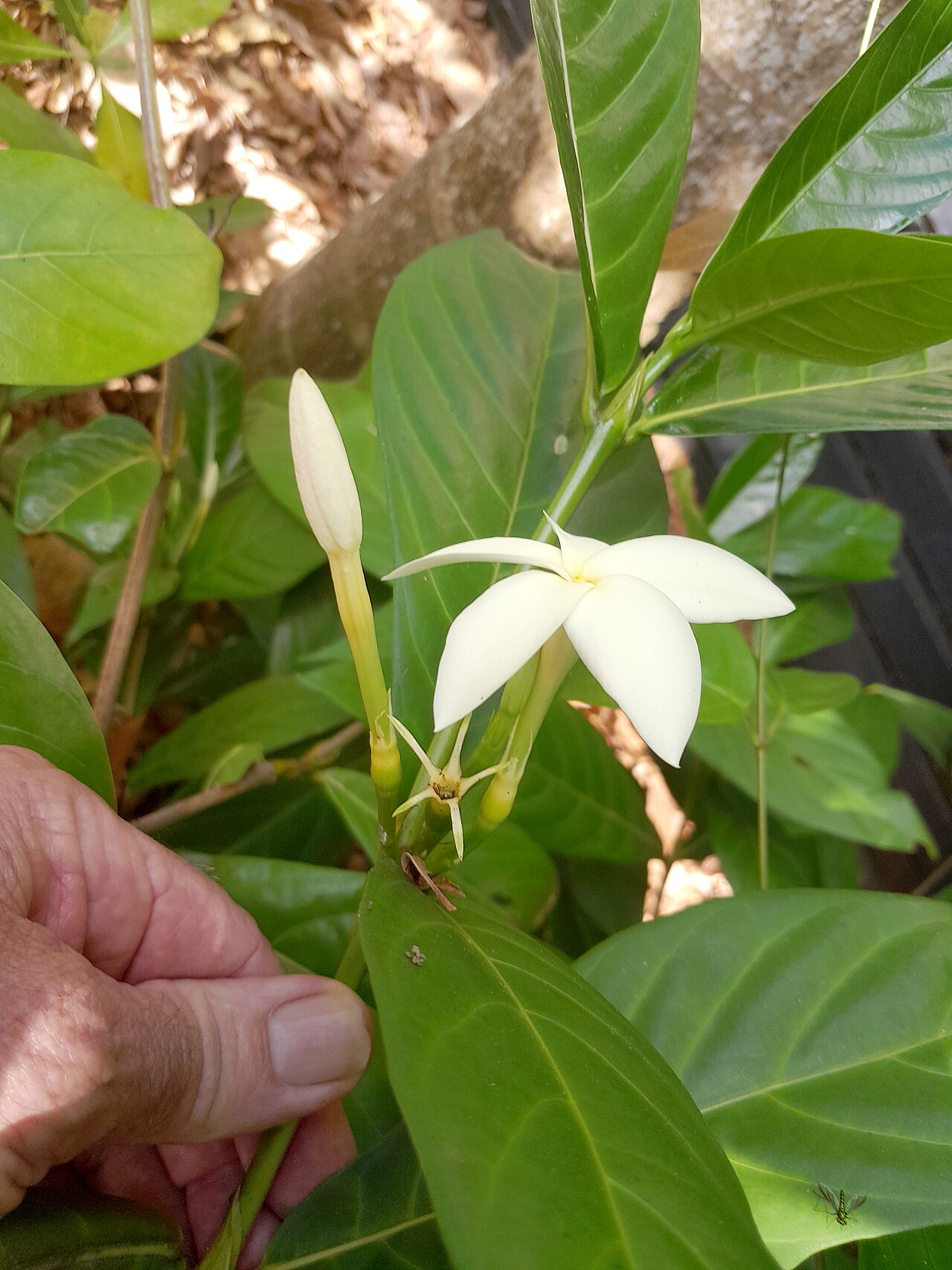 Atractocarpus decorus: Atractocarpus decorus , cultivated at the Cairns Botanic Gardens visitor centre, October 2023