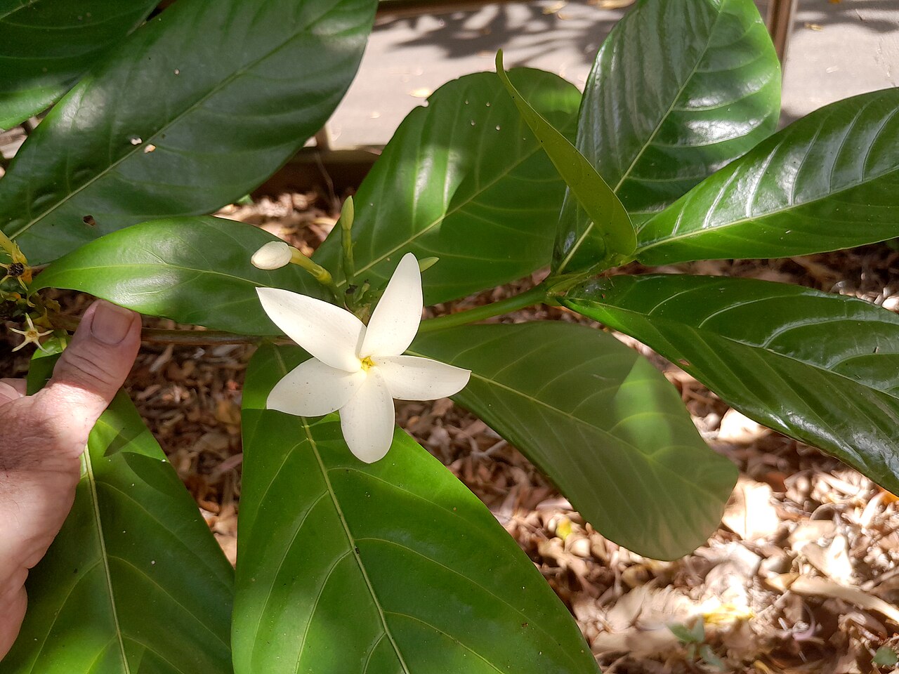 Atractocarpus decorus: Atractocarpus decorus , cultivated at the Cairns Botanic Gardens visitor centre, October 2023