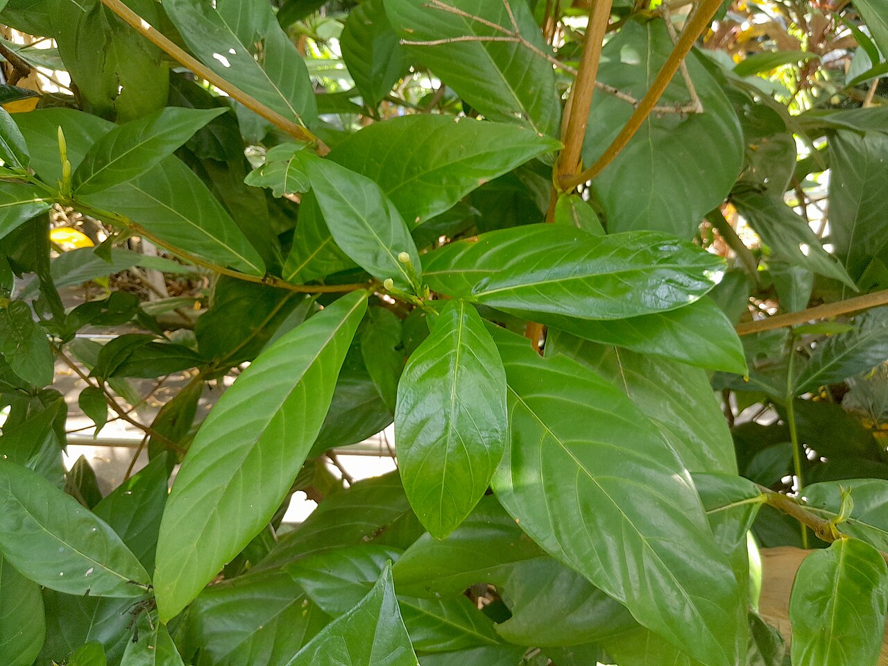 Atractocarpus decorus: Atractocarpus decorus , cultivated at the Cairns Botanic Gardens visitor centre, October 2023
